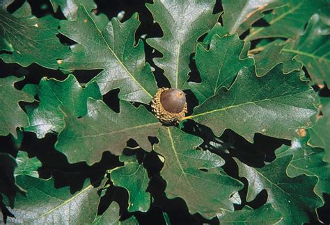 burr-oak-acorn-leaf - Gill Garden Center + Landscape Co.