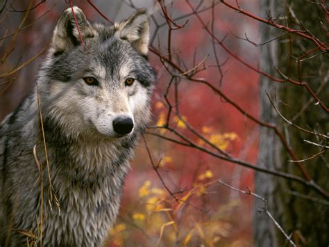 The Wolf