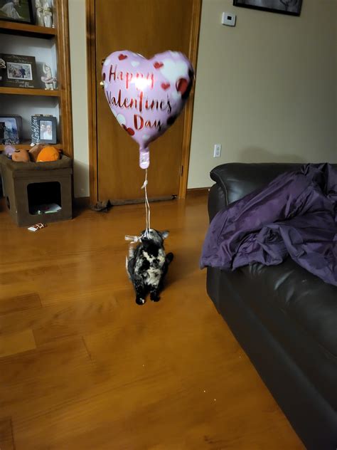 Happy Valentines Day from Harper! : r/torties