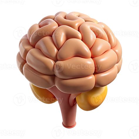Isometric Render of Human Brain with Pituitary Gland 55386160 PNG