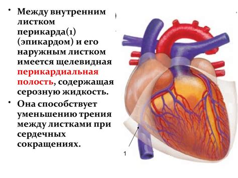 Анатомия сердца - презентация онлайн