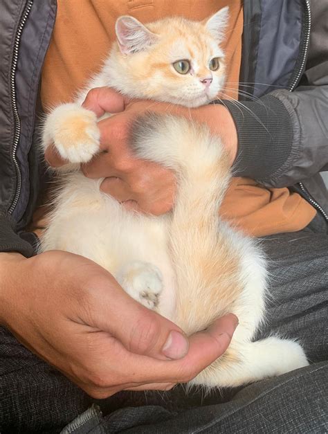 Munchkin for sale