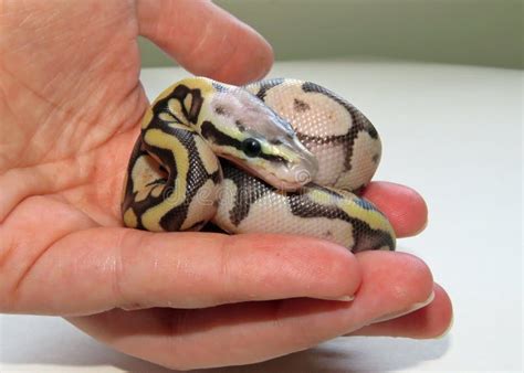 baby ball python  dorothea manley blog