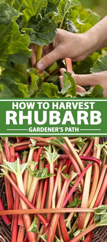 When and How to Harvest Rhubarb | Gardener’s Path