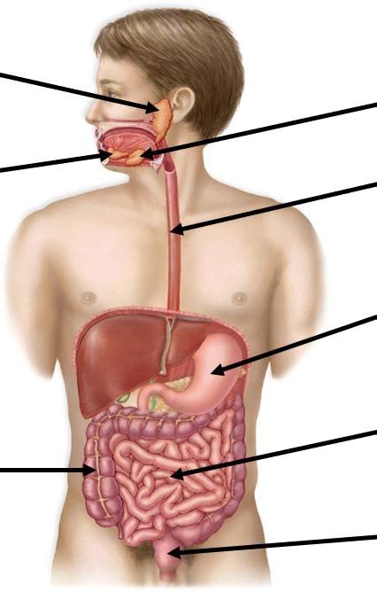 Digestive Tract Diagram | Quizlet
