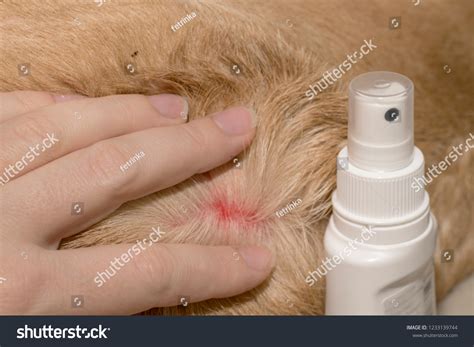 Flea Bite On Dog