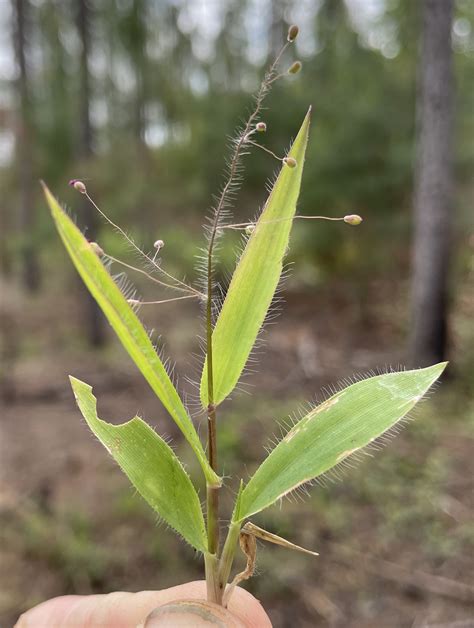 Dichanthelium strigosum var. leucoblepharis (Dwarf Witchgrass) - FSUS