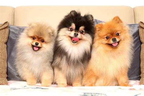 25 Pomeranian Colors, Markings & Patterns (With Pictures!)