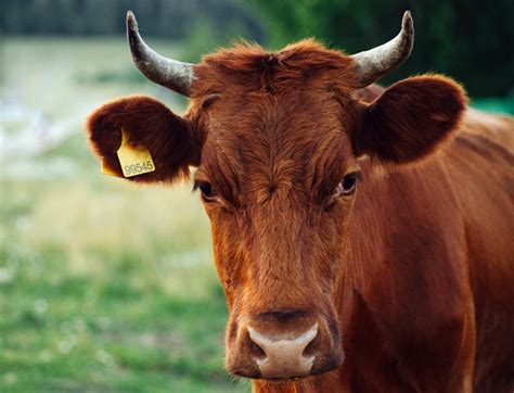 unser fleisch country house seevetal