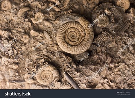 Close Prehistoric Extinct Animals Stone Fossils Stock Photo 672751645 ...