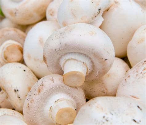 white button fresh agro products