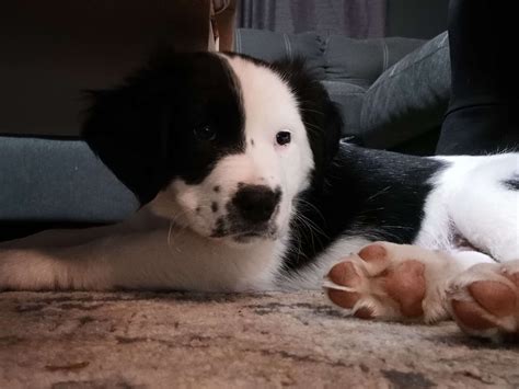 New Aussie Mix Puppy from Rescue - Tips for young pups? : r