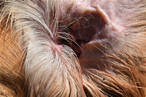 Why Is My Dog's Ear Full Of Wax at Robert Keck blog