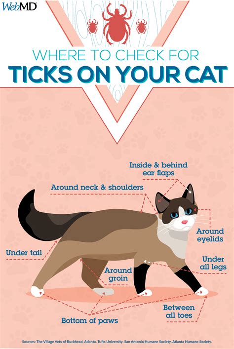 What you need to know about fleas and ticks – Artofit