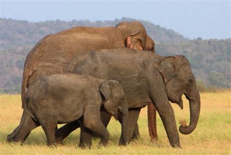 Tuskless Elephants: Nature's Answer to Ivory Poaching