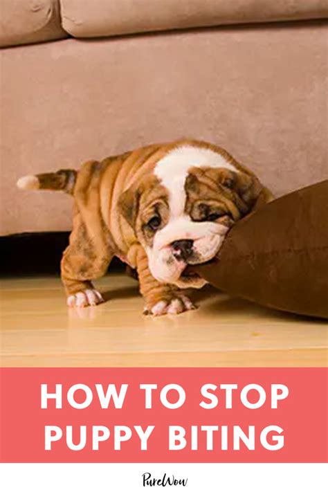 how to make a puppy stop biting