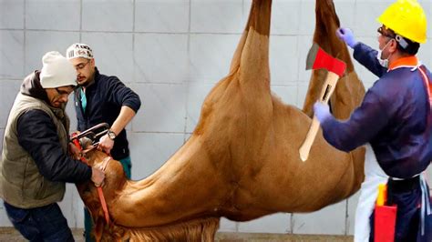 4 Shocking Signs Your Horse Has a Rotten HOOF and How to Fix It | 2024 ...