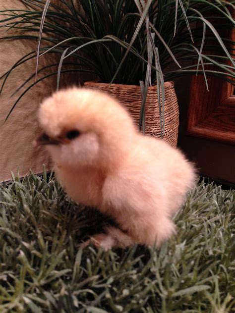 buff backyard chickens learn   raise chickens